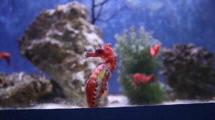 red hippocampus swimming in the aquarium tank design for marine biology for display concept