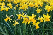 Field Of Yellow Miniature Daffodils In Bloom Growing In Park With Blurred Background