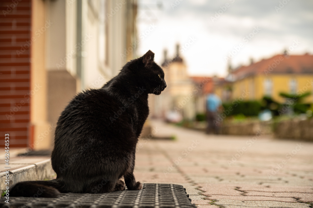 czarny kot siedzi na chodniku przy ulicy w mieście - obrazy, fototapety, plakaty 