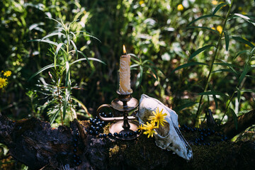 Poster - Burning candle and old scull in the enchanted forest. Occult, esoteric concept