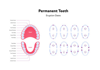 Wall Mural - Dental jaw and tooth anatomy chart. Vector biomedical illustration. Permanent teeth scheme with eruption dates and month number isolated on white background. Design for healthcare