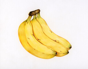 Wall Mural - Hand drawn banana illustration 