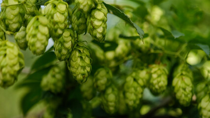 Wall Mural - Green hop cones close up