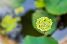 Young Lotus Seed Pod Over Blurred Nature Background, Nature Concept Background, Outdoor Day Light, Tropical Garden, Spring Season