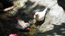View Of A White Zebra Finch And A Fluffy Little Bird Cooling Off In A Small Pond