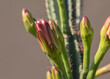 Kwiaty kaktusa dziko rosnącego na południu Europy, zdjęcie macro