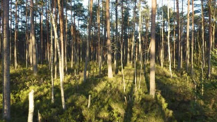 Wall Mural - Drone flying in a autumn pine tree forest. Slow flight in forest on fall season.
