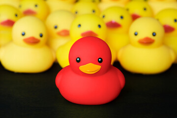 Wall Mural - Closeup of rubber duckies