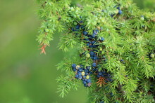 Common Juniper Berries On Green Tree