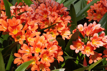 Wall Mural - Sydney Australia, bright orange flowers of a clivia miniata native to South Africa and eswatini