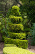 Sydney Australia, garden hedge and topiary tree in sunshine