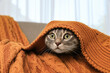 Beautiful cat hiding under warm blanket at home. Cute pet