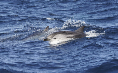 Poster - Striped Dolphin (Stenella coeruleoalba) Strait of Gibraltar, Spain