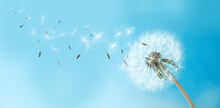 Beautiful Puffy Dandelion And Flying Seeds Against Blue Sky On Sunny Day. Banner Design