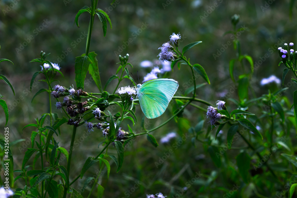 Pierid Eurema hecabe, the common grass yellow, is a small pierid butterfly ...