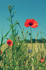 Wall Mural - blooming wild poppies on the meadow at summer.