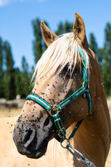 Poster - Vertical closeup of a horse covered in flies outdoors in a field