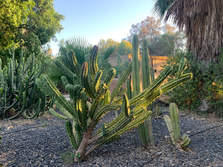 Wall Mural - Cereus cactus grows in the park