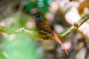 Wall Mural - Asian Paradise Flycatcher ,Pair of birds