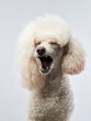 Small white poodle on a white background. Portrait of a pet in the studio