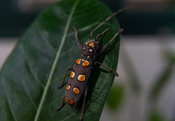 bug on a leaf