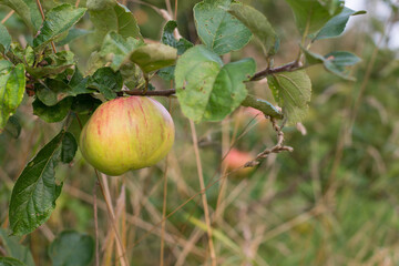 Poster - Fresh ripe apples hanging on a tree, organic wild fruits