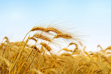 golden wheat field and sky