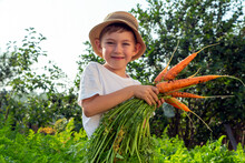 Adorable Little Child Boy In Straw Hat With Carrots In Domestic Garden. Kid Gardening And Harvesting. Consept Of Healthy Organic Vegetables For Kids