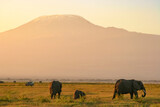 Fototapeta Natura - Paysage Famille Eléphants éléphanteaux Loxodonta africana devant le Kilimandjaro au Kenya
