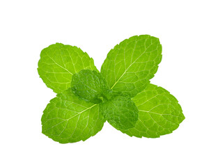 Wall Mural - water wet mint leaves isolated on white background.