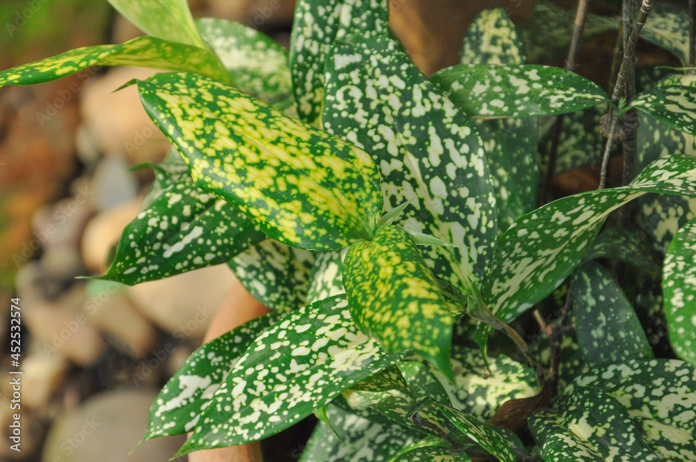 chris philodendron Philodendron hederaceum 'Rio' 4