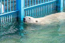 Polar Bear Swims In Pool At Aviary Zoo. Endangered Wildlife.