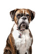 Boxer dog sitting with serious or bored expression, while looking at camera. Front view of adult female Boxer dog with brindle coloring. Selective focus. Isolated on white.