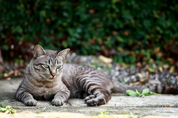 Wall Mural - Lovely gray cat sitting at outdoor