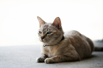 Wall Mural - Lovely gray cat sitting at outdoor