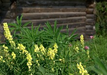 Wildflowers On The Background Of Dark Logs Of A Wooden Russian Bath. Yellow-white Wildflowers.