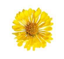  Yellow  Flower Of  Chrysanthemum Isolated On  White Background.  Close Up