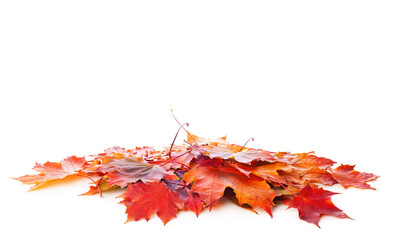 Wall Mural - Heap of colorful Maple leaves isolated on white background