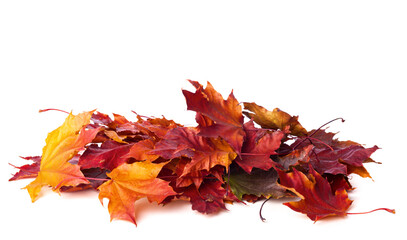 Wall Mural - Heap of different colorful Maple leaves isolated on white background. Selective focus.