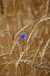 A blue flower in a wheat field