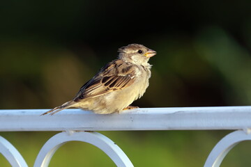 Wall Mural - Passer domesticus. A young house sparrow is sitting on the fence