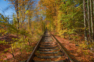 Poster - love tunnel in autumn. a railway in the spring forest