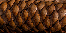 Extreme Close Up Shot Of Pine Cone