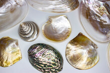Set Of Seashells. Mother Of Pearl, Turbo, Pyramid, Pearl Oysters, Haliotis Iris, Macabebe. An Exquisite Expensive Composition Of Seashells. Shellfish.