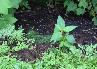 plant in the ground