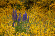 flores amarillas y violetas