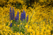floracion amarilla y violeta