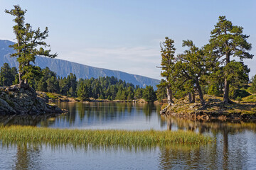 Poster - Trees at  Achard Lake in Chamrousse resort, Belledonne range, French Alps