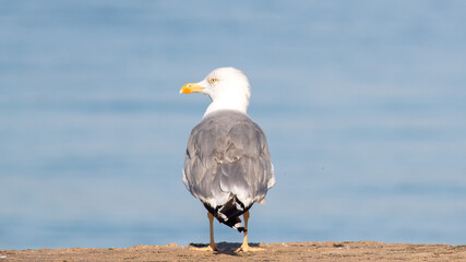 Poster - Selective focus shot of a grey seagull with white head standing on ground with water in background