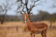 An impala (Aepyceros melampus)  on an overcast morning on the grasslands of central Kruger National Park, South Africa
